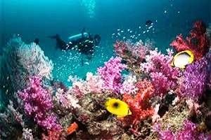 Book Hotels Resorts in Port Blair Tour to Andaman Nicobar Islands, Tour Packages for Andaman, Tour Operators for Andaman Islands,