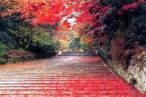 Mussorie Sightseeing, Book Hotels in Mussorie, Best resorts in Mussorie, Tour Packages for  Nainital Corbett Mussorie, Rent a Car for Nainital Corbett Mussorie tour packages, Tour to Nainital Corbett Mussorie,  Best Time to Visit Mussorie, Visit Tourist places in Mussorie 